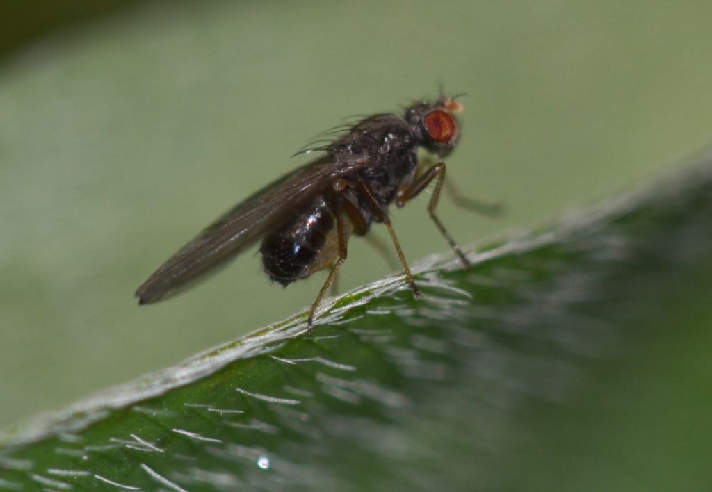 Scaptomyza sp.